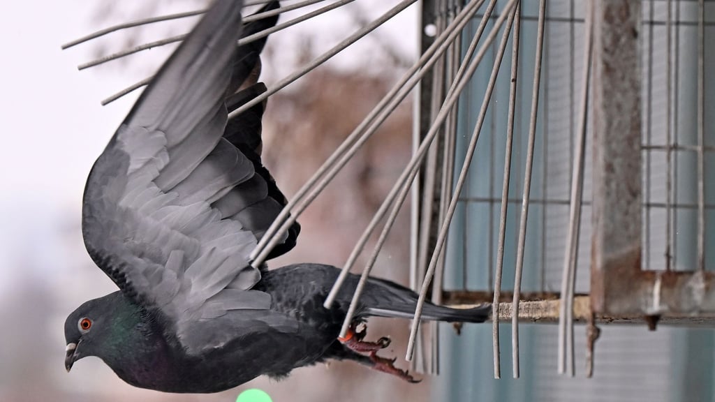 Nach einer Studie von 2022 bis 2024 leben zwischen 12.000 und 24.000 Brutpaare allein in Sachsen.