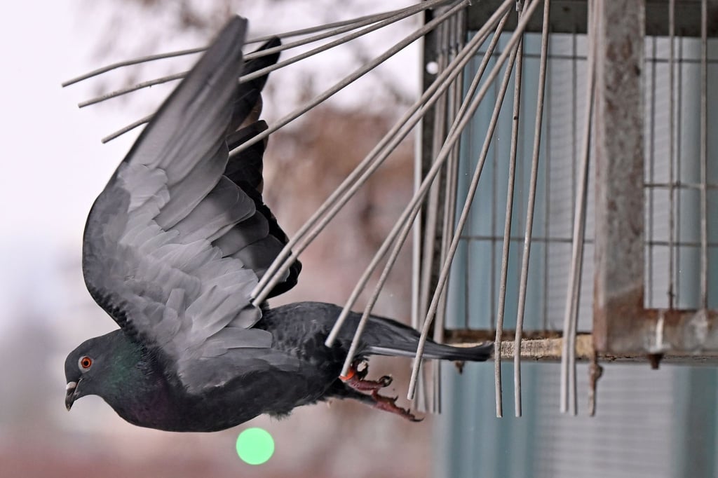 Nach einer Studie von 2022 bis 2024 leben zwischen 12.000 und 24.000 Brutpaare allein in Sachsen.
