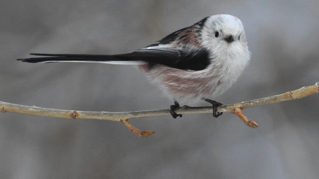 Exzellent balancieren kann dieser kleine Mitbewohner.