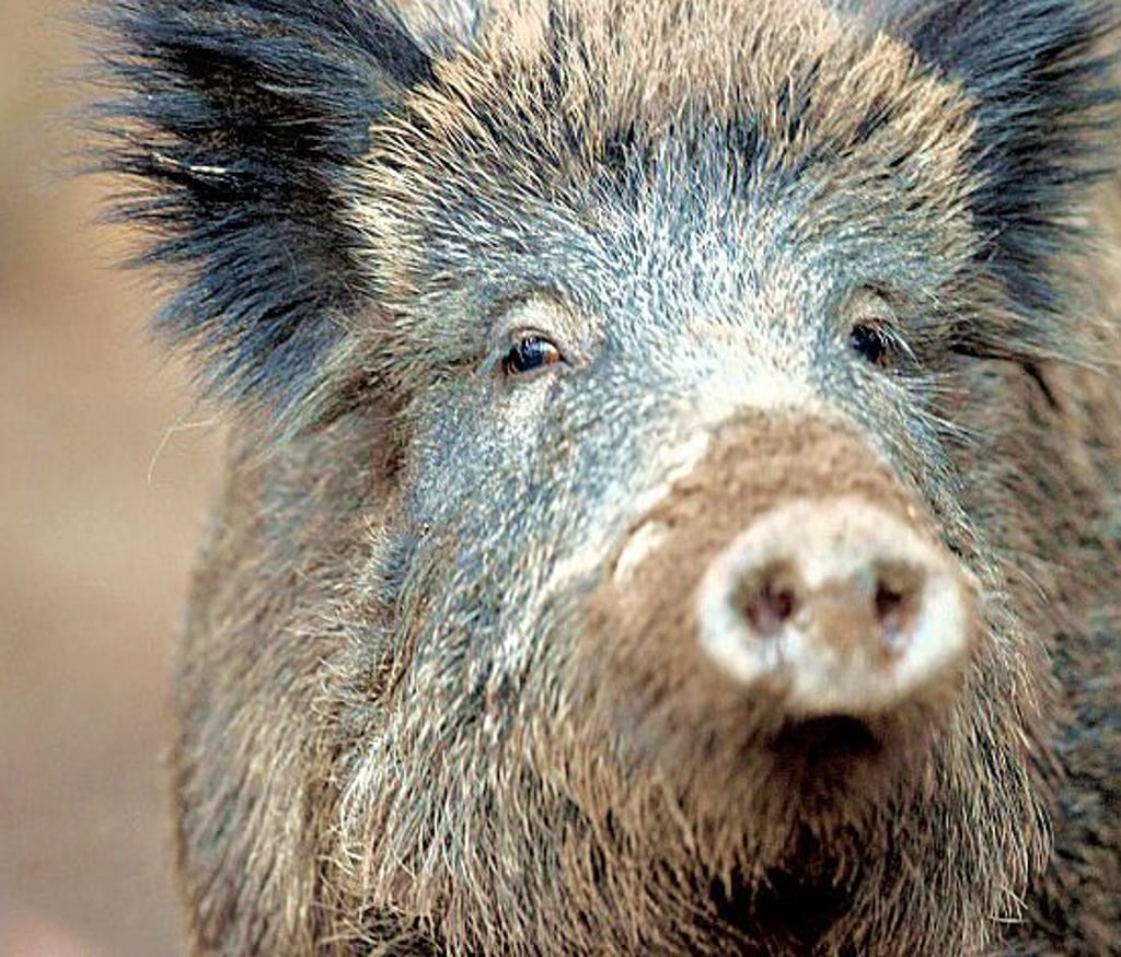 Wildschweine können Träger eines gefährlichen Virus sein. Hunde und Katzen, die sich anstecken, haben so gut wie keine Überlebenschance.