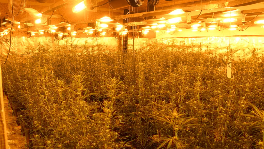 Mehr als 800 Cannabispflanzen fand die Polizei in einem ehemaligen Supermarkt in Calbe.