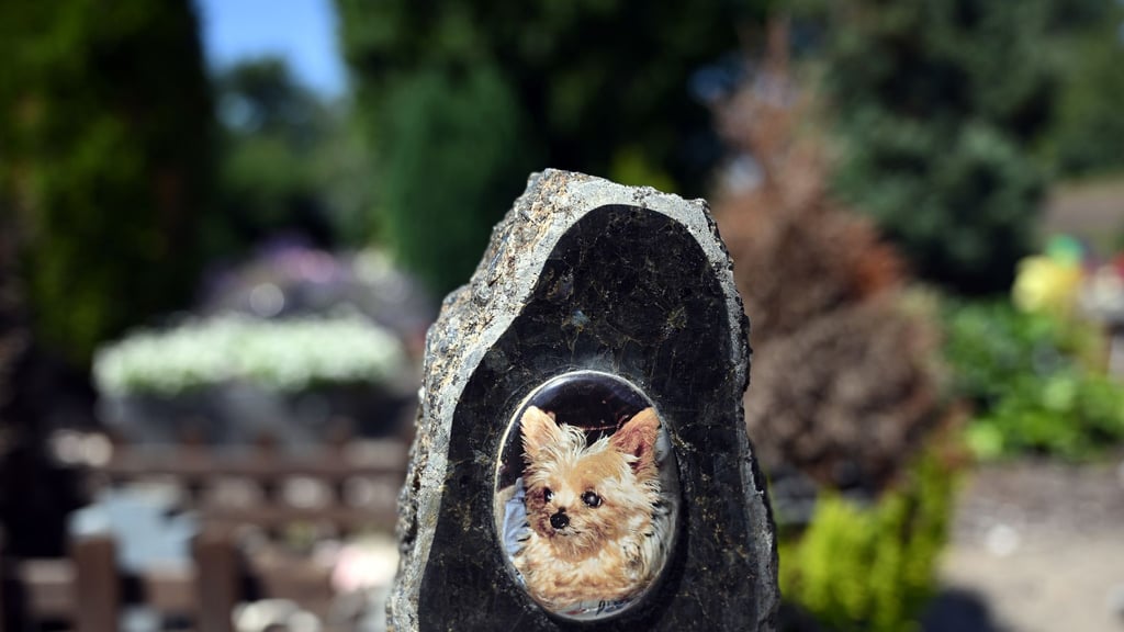 Auf einem Tierfriedhof liegen viele geliebte Haustiere begraben.
