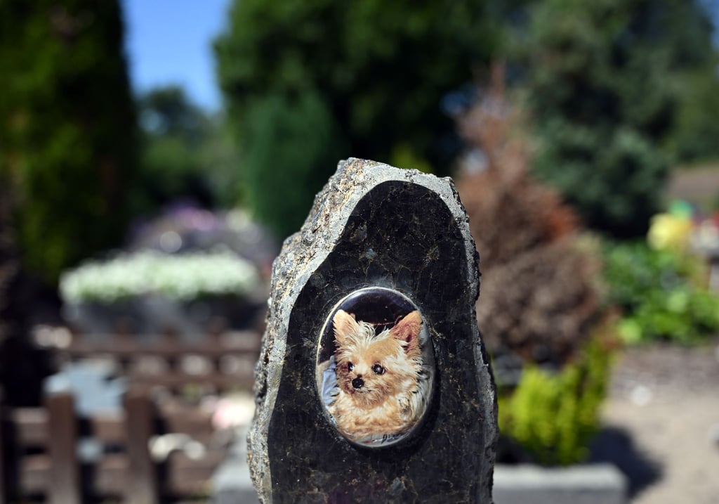 Auf einem Tierfriedhof liegen viele geliebte Haustiere begraben.