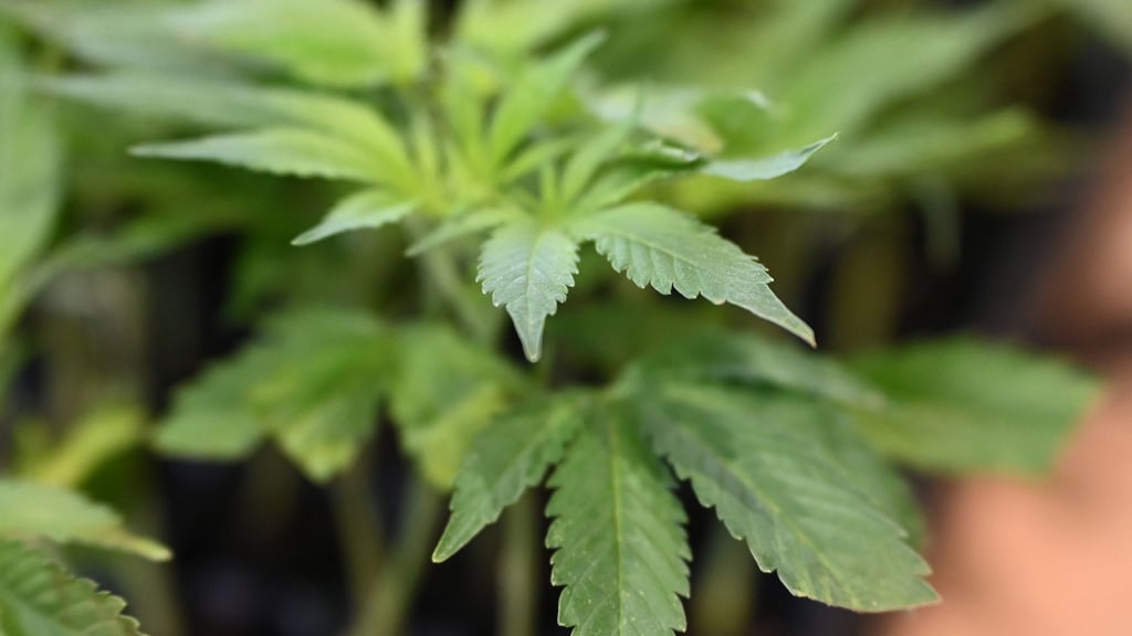 Die Polizei ermittelt gegen mutmaßliche Drogenhändler. (Symbolbild)