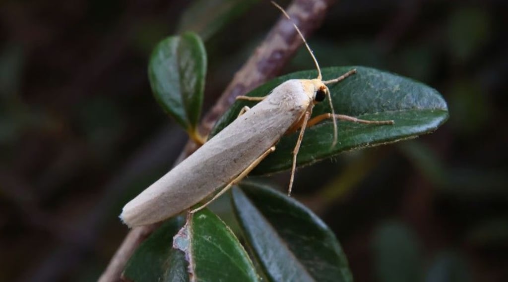 Vom Mittelmeer nach Halle: Auch dieser Mitbewohner freut sich schon auf den nächsten Sommer.&nbsp;