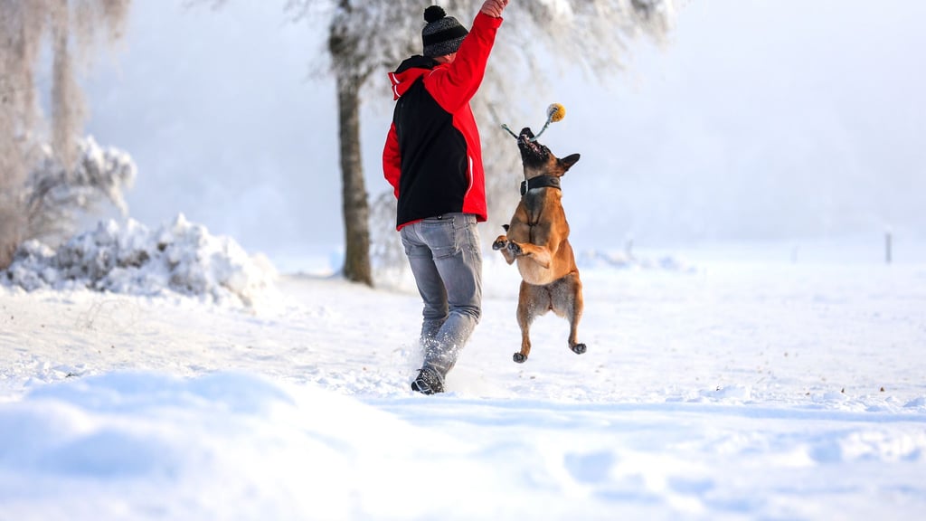 Winterurlaub mit Hund: Toben im Schnee macht Mensch und Vierbeiner gleichermaßen glücklich.