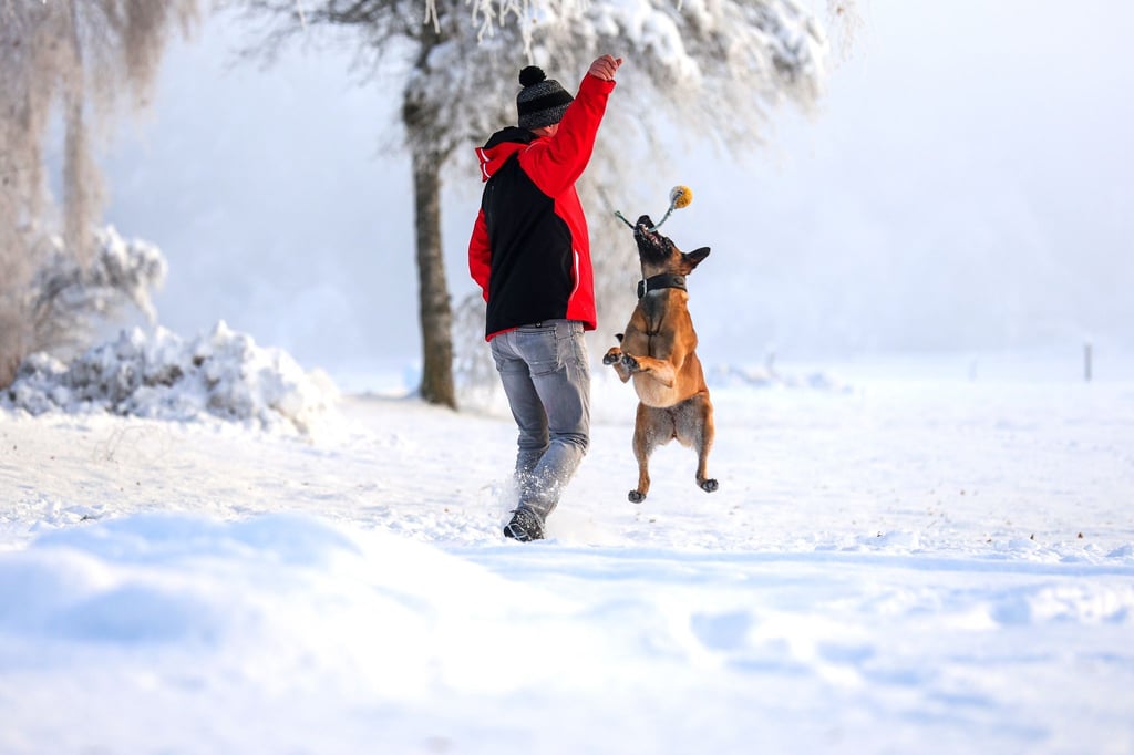 Winterurlaub mit Hund: Toben im Schnee macht Mensch und Vierbeiner gleichermaßen glücklich.