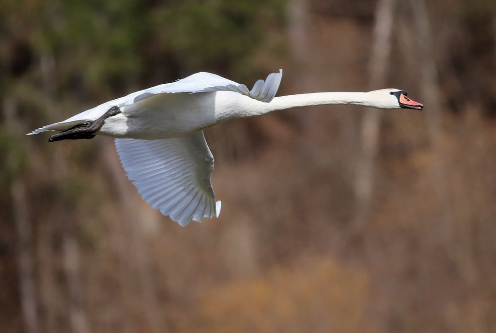 Ein Schwan hat bei Niesky für einen stundenlangen Polizeieinsatz gesorgt. (Symbolbild)
