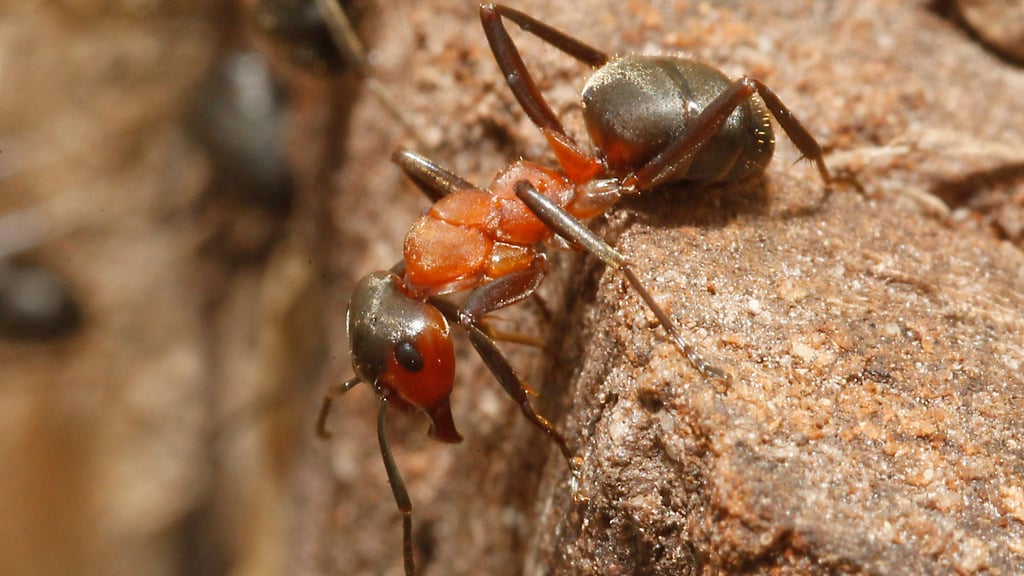 Aus Pflanzenmaterialien und Erde errichten diese Mitbewohner riesige Nestkuppeln.
