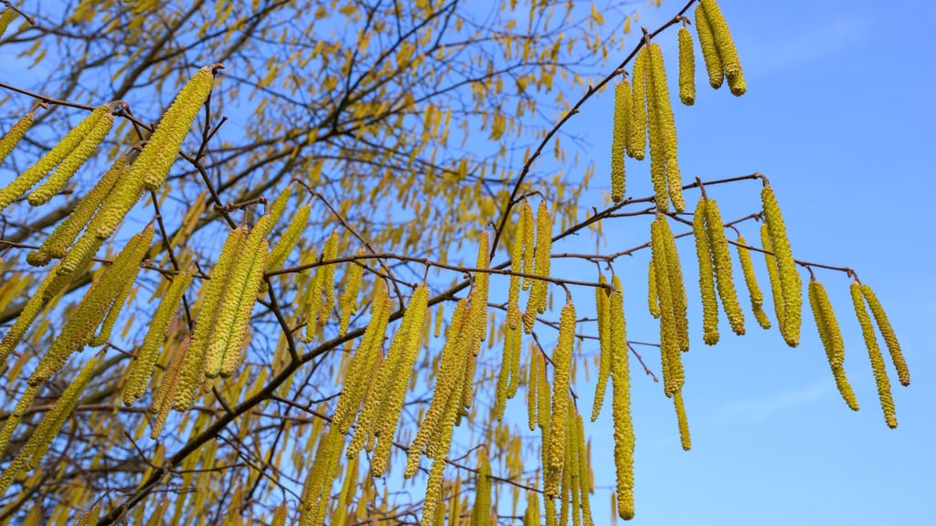 Pollen sind die häufigsten Auslöser allergischer Atemwegserkrankungen.