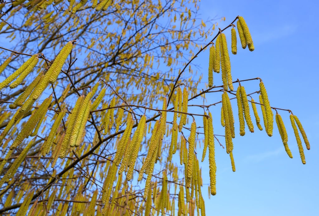 Pollen sind die häufigsten Auslöser allergischer Atemwegserkrankungen.