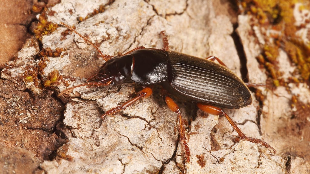 Den Boden nach Pflanzensamen sucht dieser kleine Mitbewohner ab. 