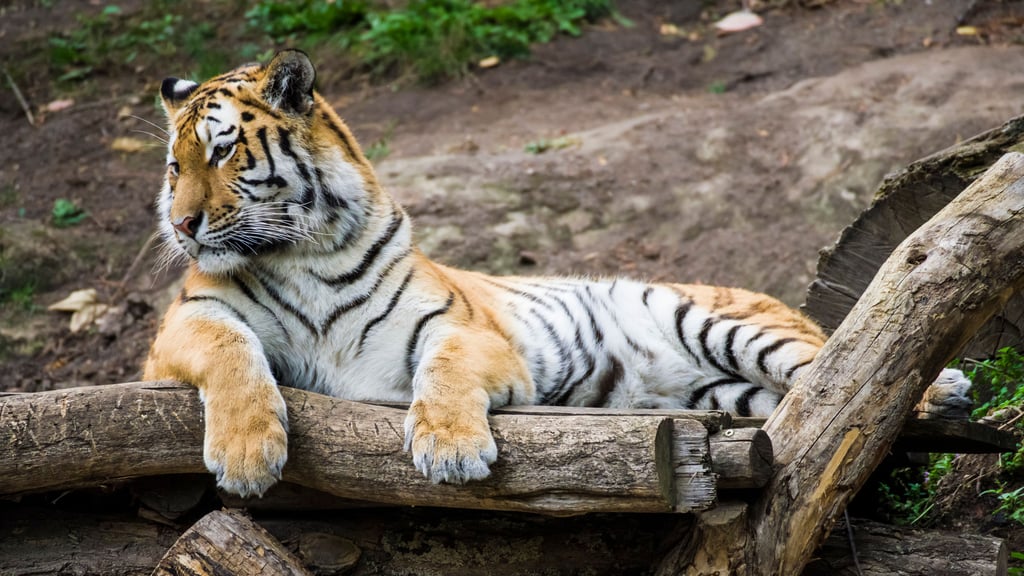 Auch im Winter wollen die Tiger und Löwen im Leipziger Zoo beschäftigt werden.