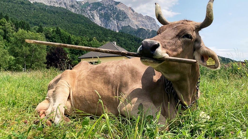 Veronika schnappt sich lange Objekte, um sich zu kratzen.