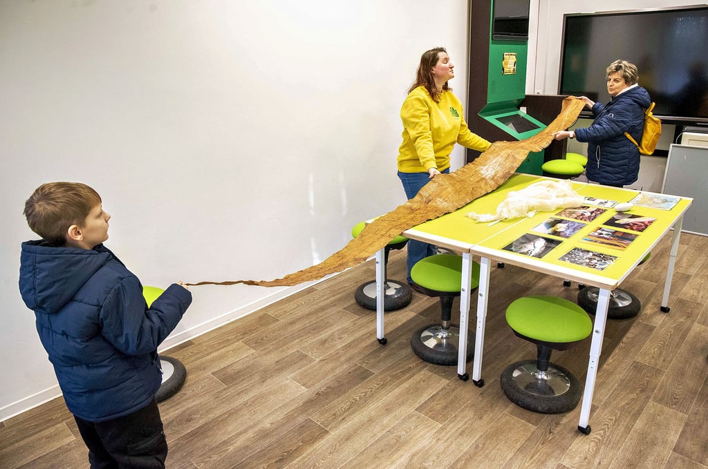 Besucher Max lässt sich eine alte Schlangenhaut von  Katja Flügel, Mitarbeiterin der Lehrparkschule (in Gelb) zeigen.