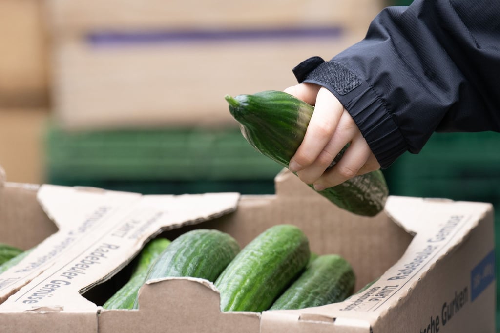 Salatgurken gehören zu den beliebtesten Gemüsesorten in Deutschland. (Symbolbild)