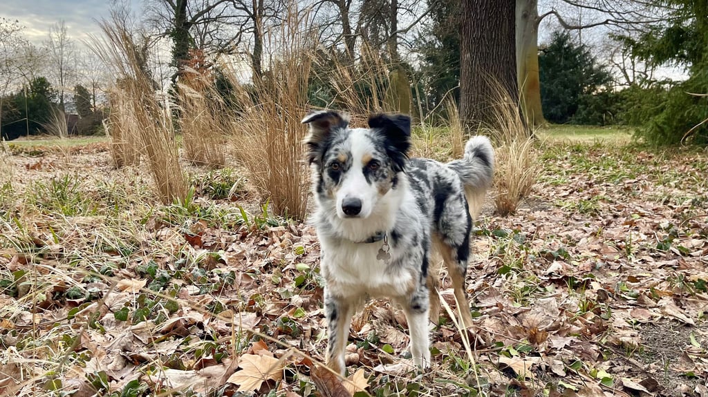 Australian Shepherd Kaya sollte in Wolmirstedt nicht ohne Hundemarke das Haus verlassen.