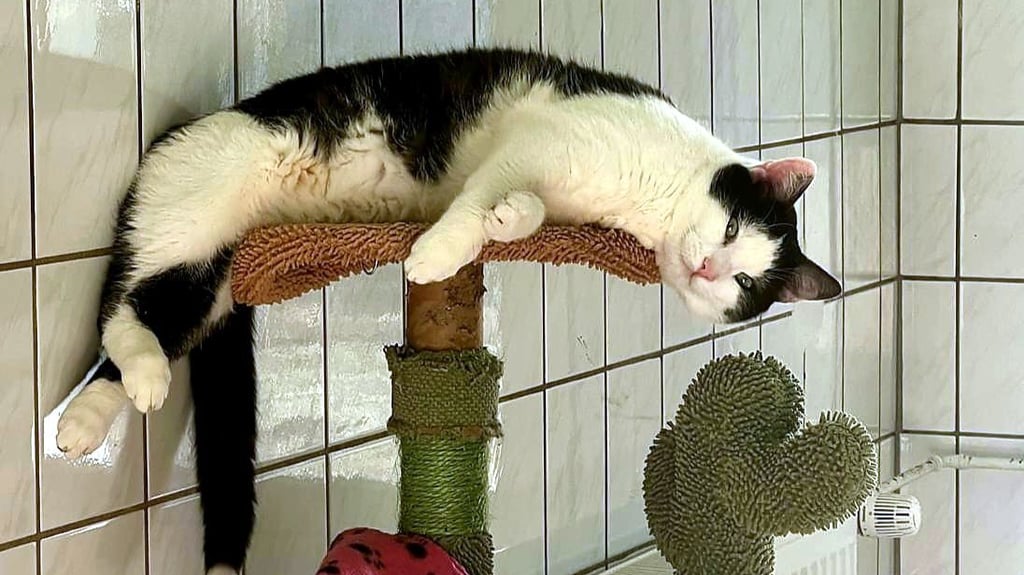 Micky zeigt sich entspannt im Tierheim. Er ist ein freundlicher Schmusekater, der ein Zuhause verdient.