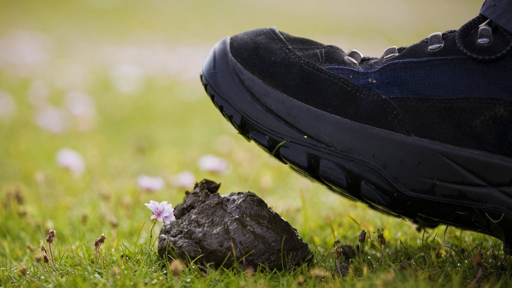 Hundekot sorgt immer wieder für Ärger - vor allem, wenn man reingetreten ist. In Magdeburg wird der Haufen von Hundehaltern oft liegengelassen. Verschärfte Kontrollen könnten das verhindern.