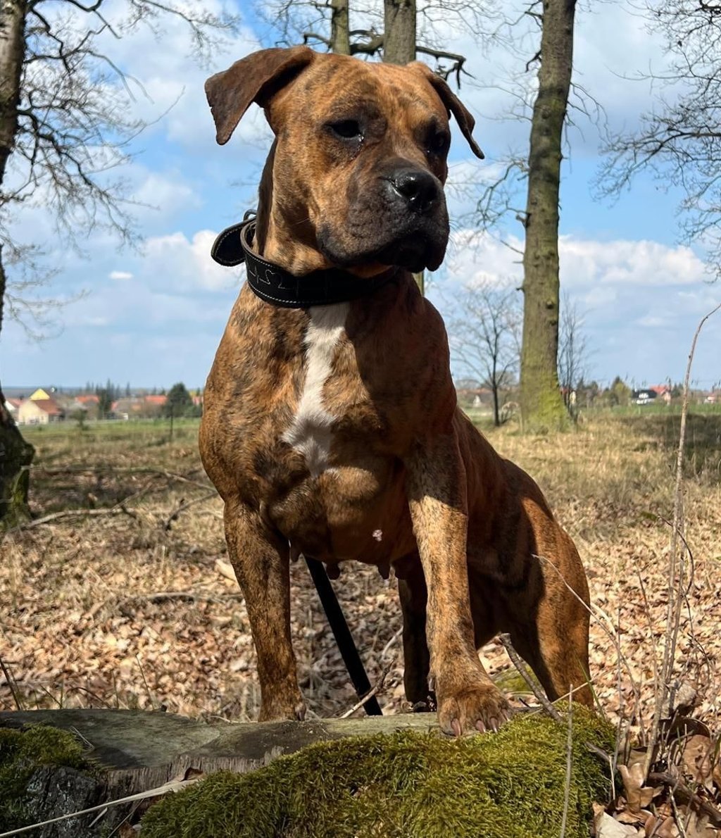 Hündin Emma ist zwischen zwei und vier Jahre alt und freut sich auf Menschen, die ihr viel Aufmerksamkeit schenken.