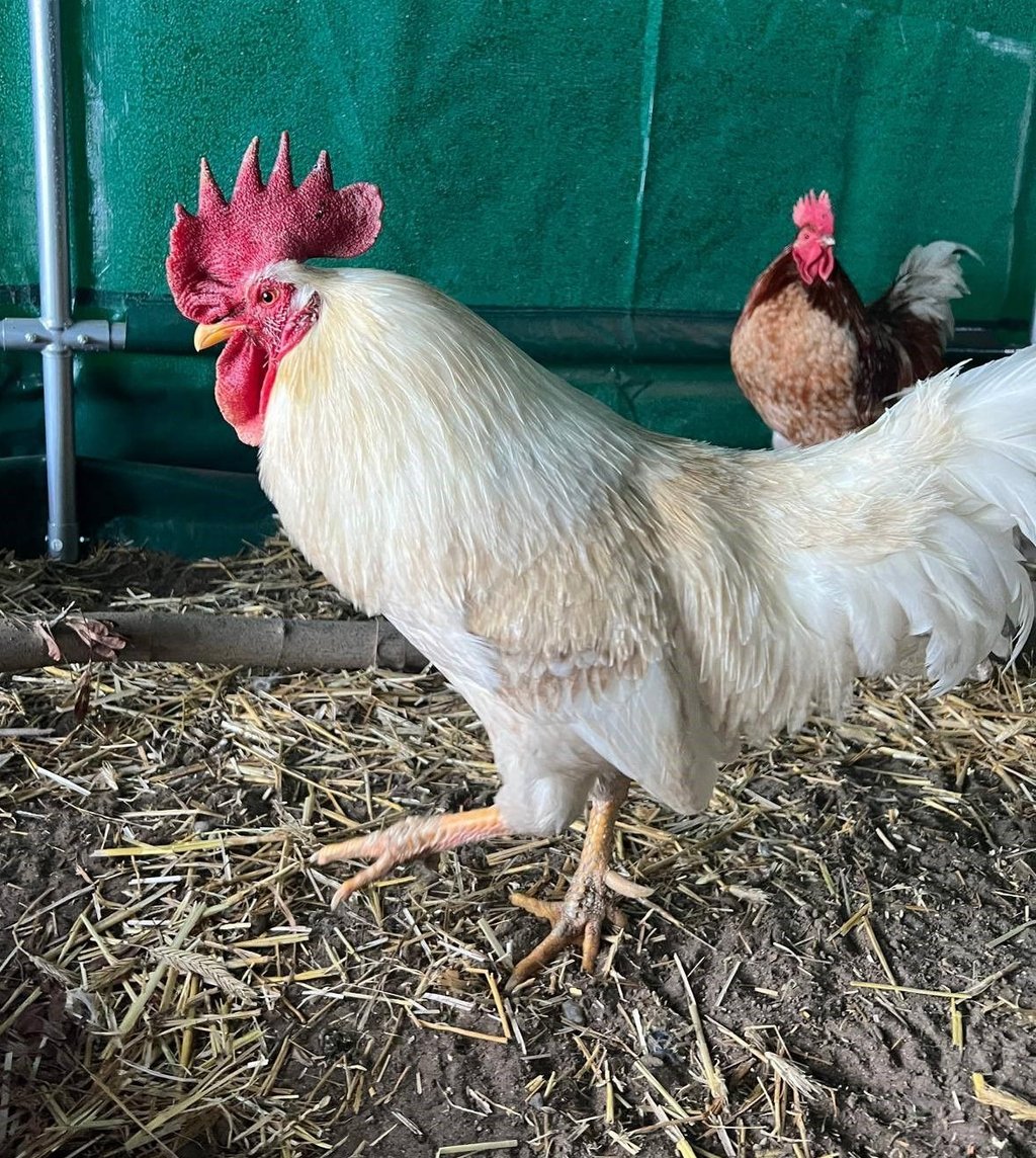 Hahn Arthur erkundet den Auslauf – ein sanfter Geselle auf der Suche nach einer liebevollen Hühnergruppe.