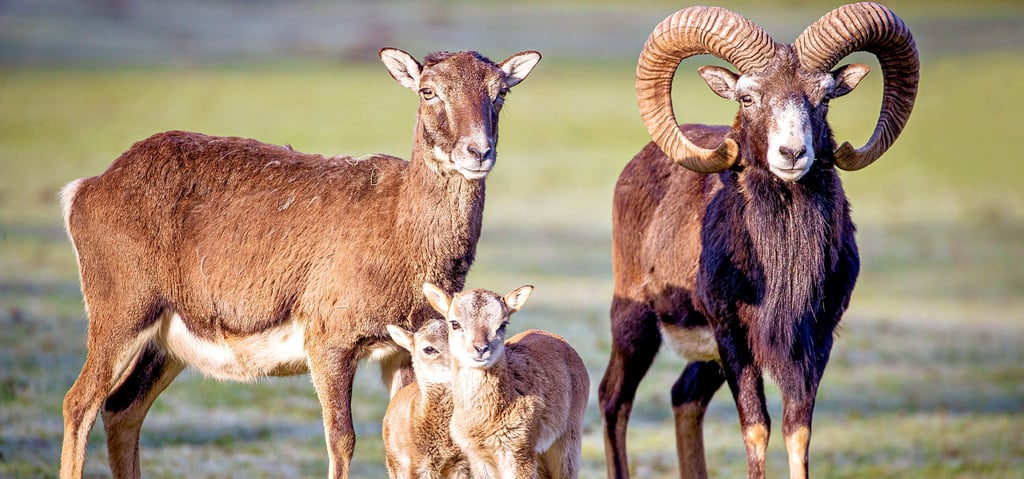 Absolute Seltenheit in der Region: Eine Mufflon-Herde wurde  in den Frohser Bergen gesichtet. 