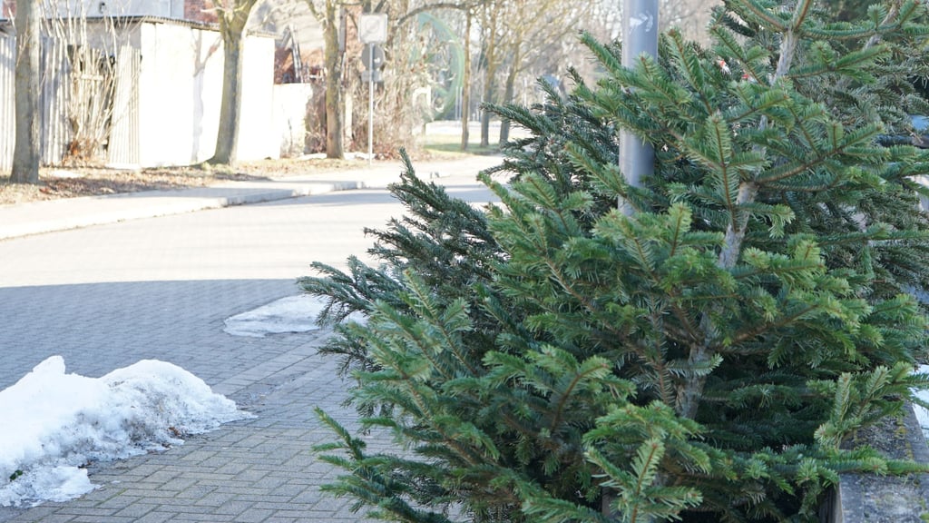 Viele Weihnachtsbäume blieben in Wolmirstedt stehen.