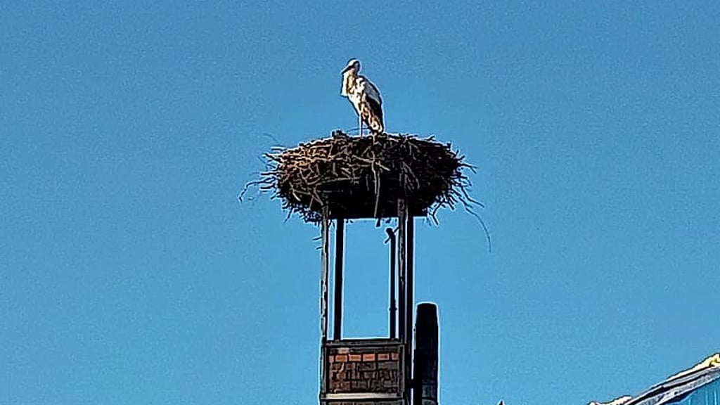 Der erste Storch ist in den Landkreis Wittenberg zurückgekehrt.