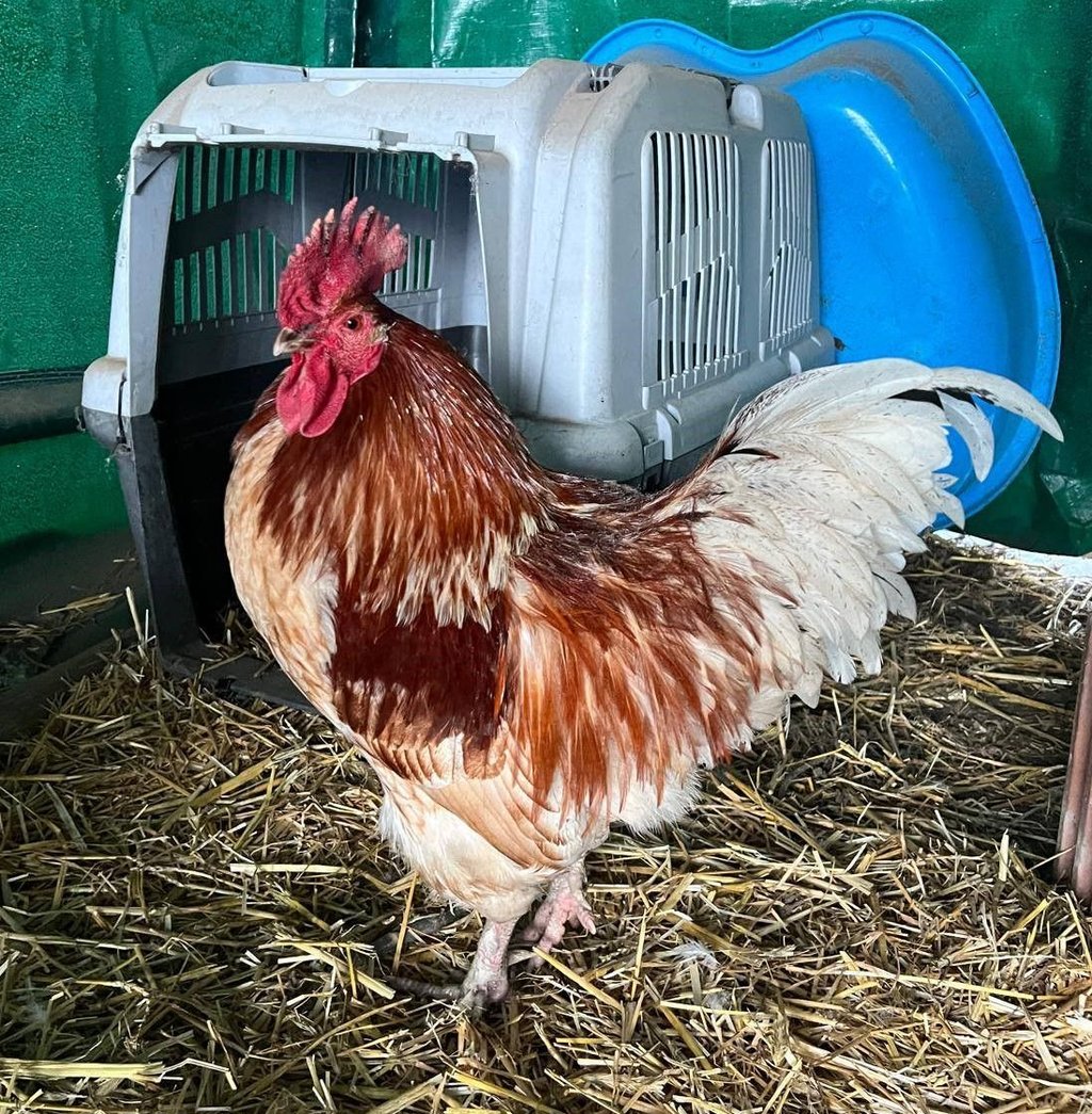 Hahn Romeo im Tierheim Satuelle – selbstbewusst und neugierig, bereit für ein neues Zuhause.