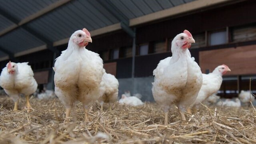 Entsteht in Großkayna bald eine Hähnchenmastanlage?