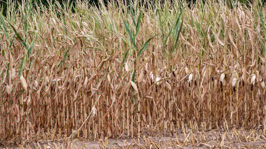 Auch anhaltende Dürre macht Landwirten zuschaffen.