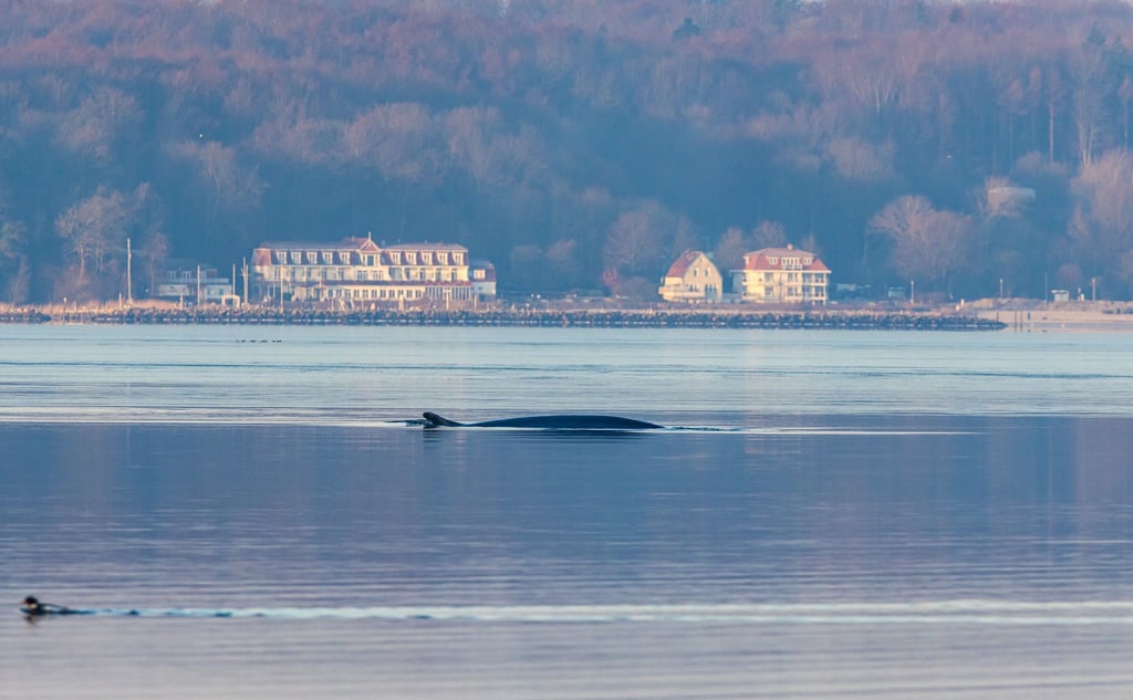 Seit Anfang des Jahres wird der Wal regelmäßig in der Flensburger Förde gesichtet.
