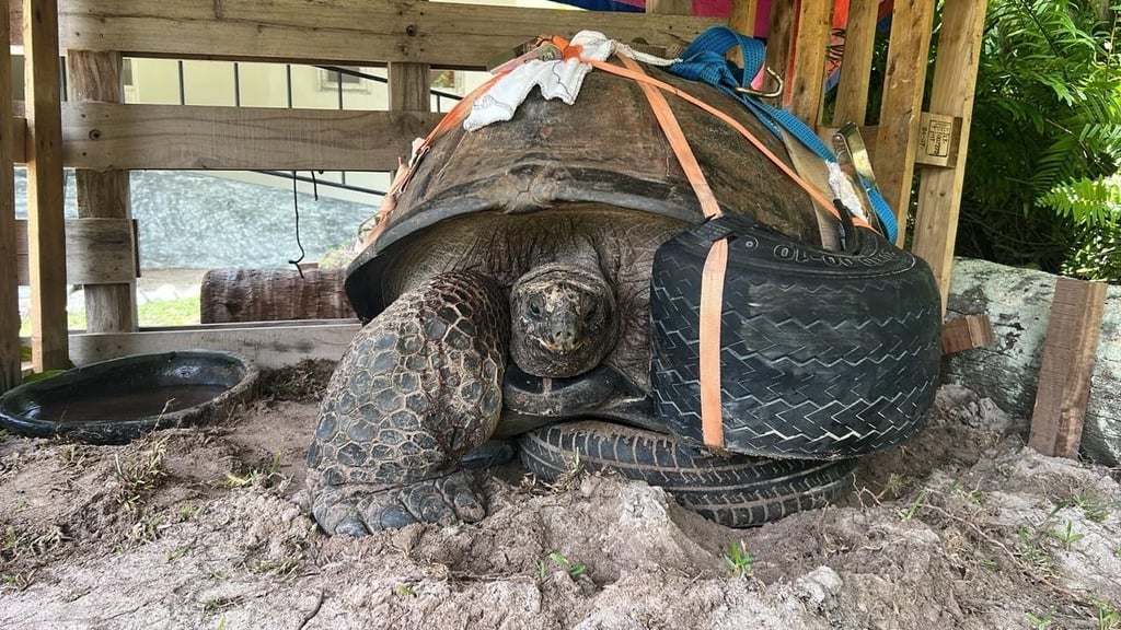 Ein aufgeschnittener Autoreifen dient als Schutz und Schiene für das frisch operierte Vorderbein der Riesenschildkröte.