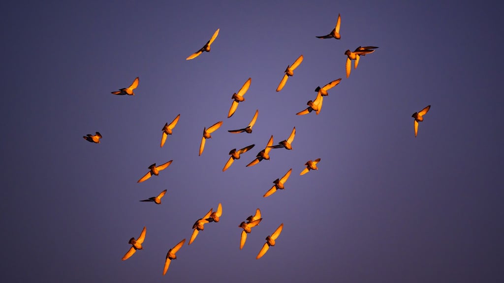 Die Sonne lädt zu Winterspaziergängen ein - dabei wird aber kalt. (Symbolbild)