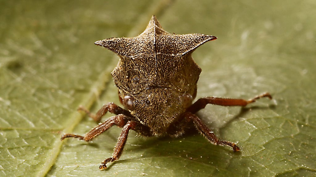 In Nietleben oder auf dem Großen Fuchsberg ist dieser Mitbewohner im Sommer zu Hause.