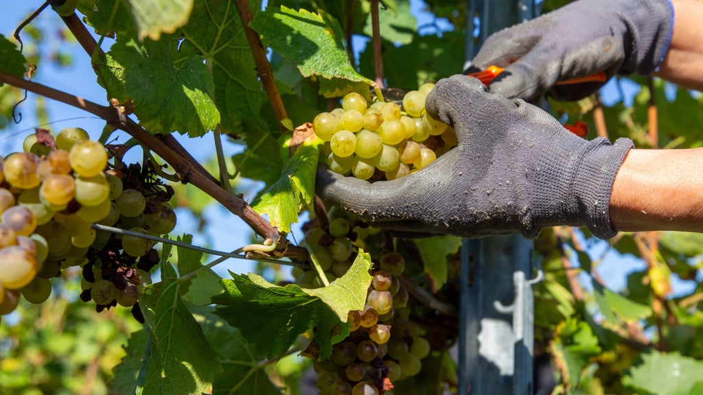 Bei der diesjährigen Grünen Woche in Berlin bekam das Landesweingut Kloster Pforta aus Naumburg einen Preis verliehen.