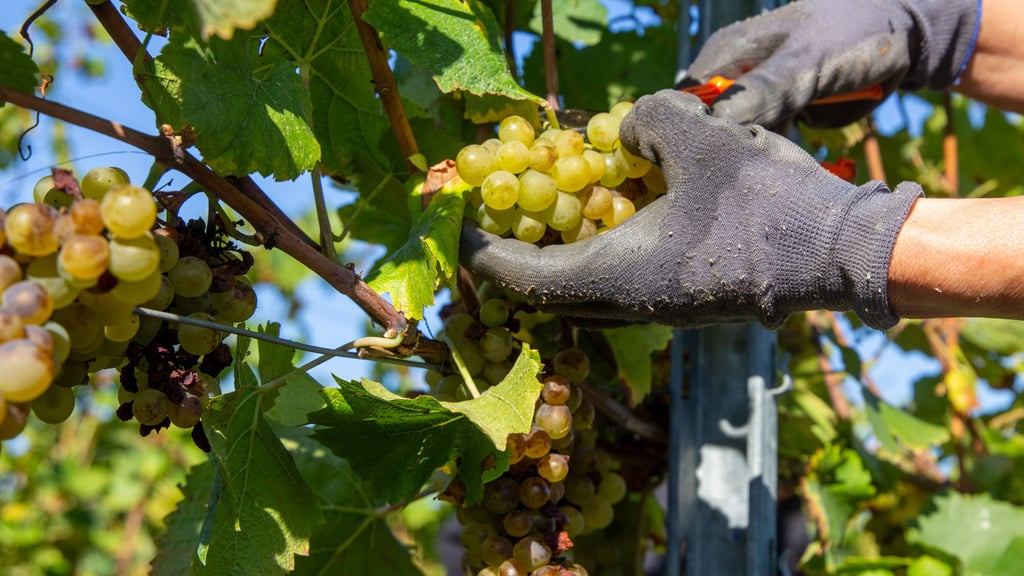 Bei der diesjährigen Grünen Woche in Berlin bekam das Landesweingut Kloster Pforta aus Naumburg einen Preis verliehen.