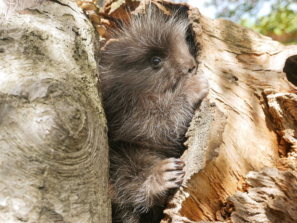 Der Zoo Hoyerswerda konnte sich im vergangenen Jahr über Nachwuchs bei den Baumstachlern freuen. (Archivbild)