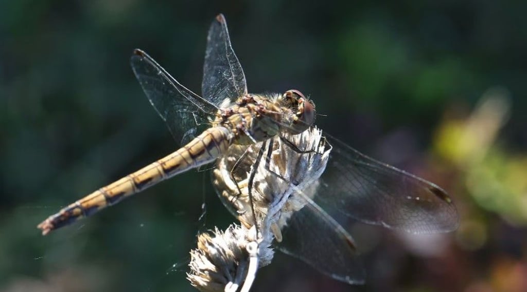 Ein markanter schwarzer Stirnstrich und gestreifte Beine hat dieser Mitbewohner.&nbsp;