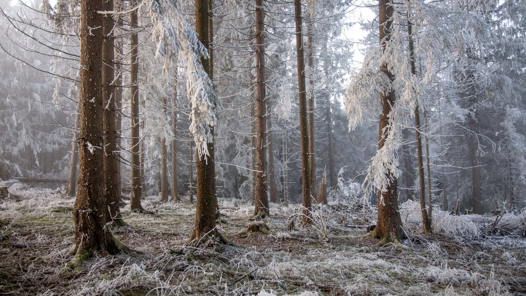 Sachsen-Anhalt darf sich auf ein kaltes, aber sonniges Winterwetter einstellen.