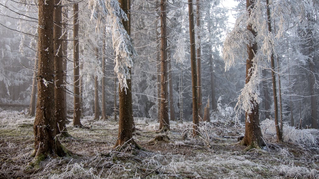 Sachsen-Anhalt darf sich auf ein kaltes, aber sonniges Winterwetter einstellen.