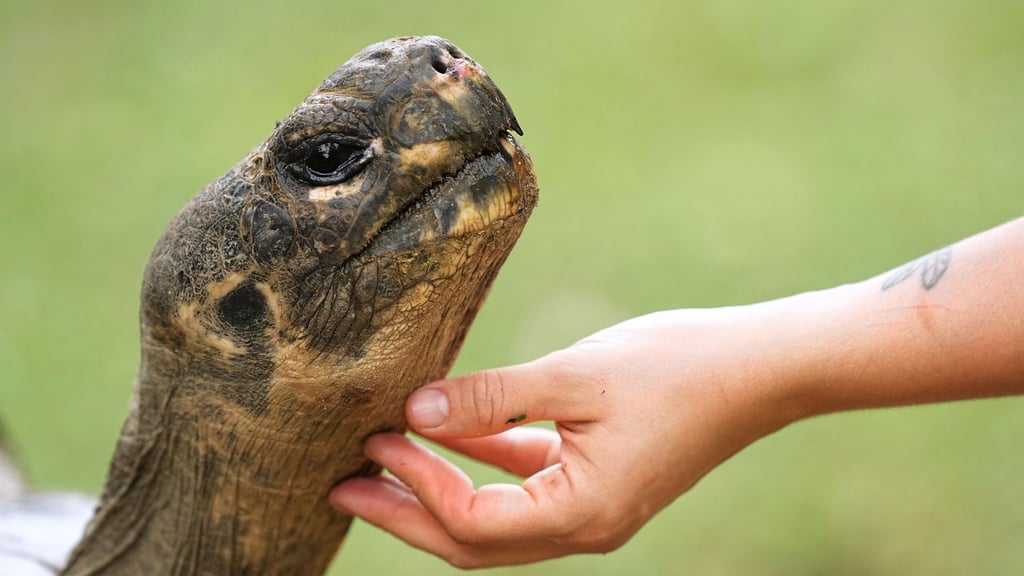 Galapagos-Schildkröte Mommy wurde mit fast 100 Jahren noch Mama.