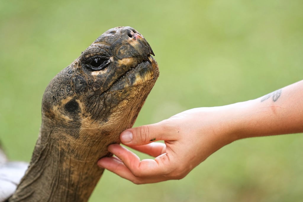 Galapagos-Schildkröte Mommy wurde mit fast 100 Jahren noch Mama.
