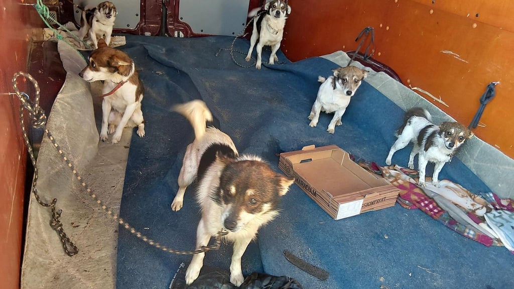 Die Bundespolizei stoppt einen Transporter mit zahlreichen Hunden, der von Polen auf dem Weg nach Deutschland war. (Handout)