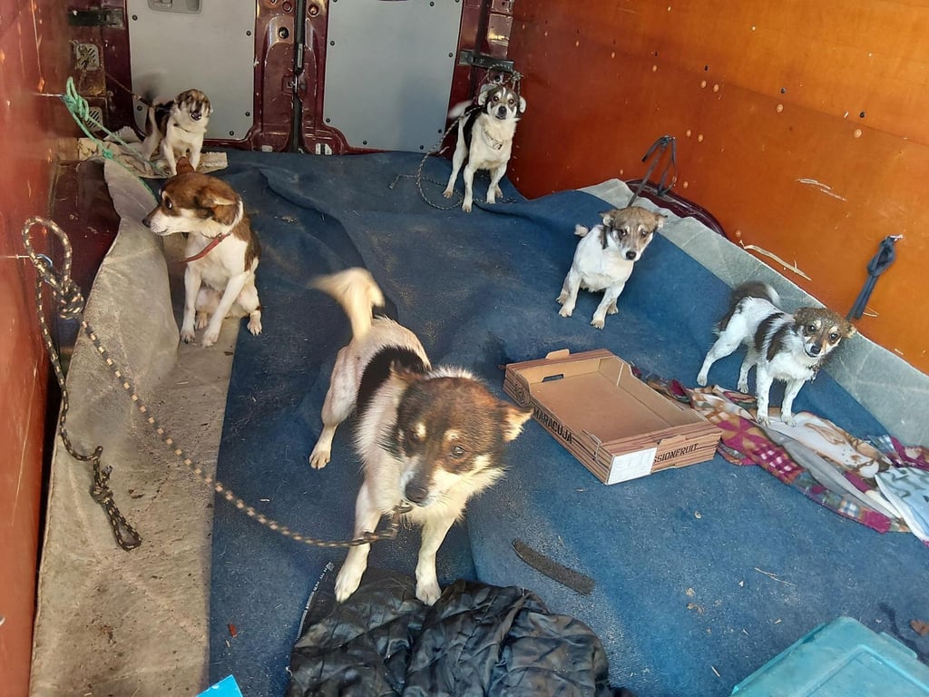 Die Bundespolizei stoppt einen Transporter mit zahlreichen Hunden, der von Polen auf dem Weg nach Deutschland war. (Handout)