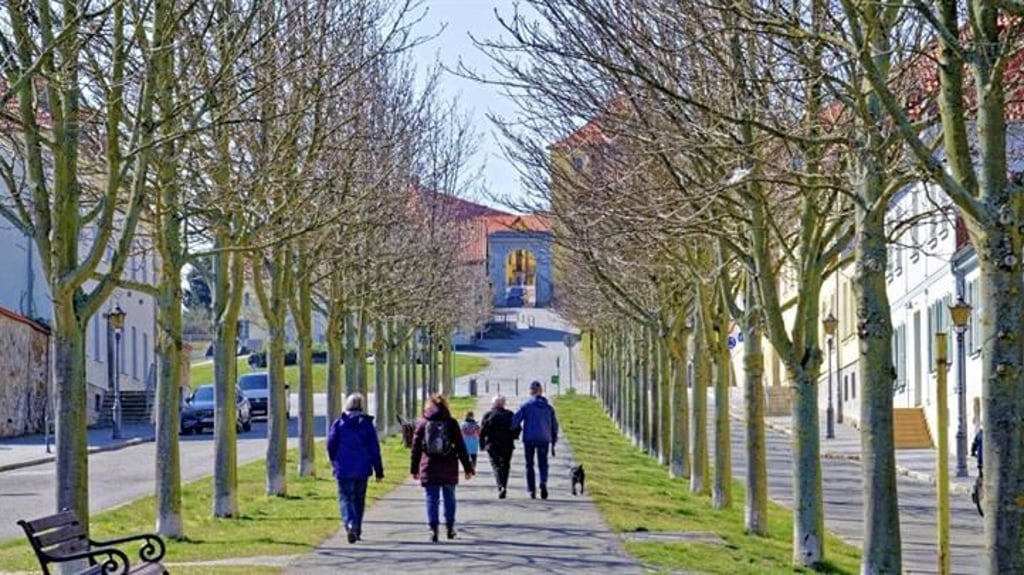 Die Allee in Ballenstedt bietet im Mai Raum für "1000 Meter Kunst" in einer Aktion des Vereins Heimatbewegen.