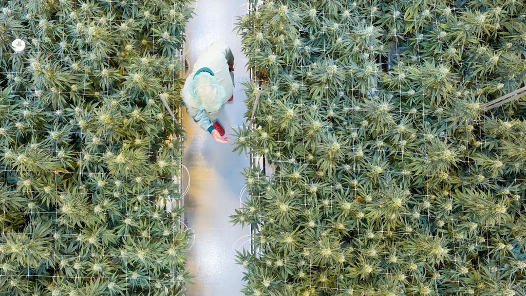 In insgesamt acht Anbauräumen wachsen bei Demecan derzeit rund 5.000 Cannabispflanzen.