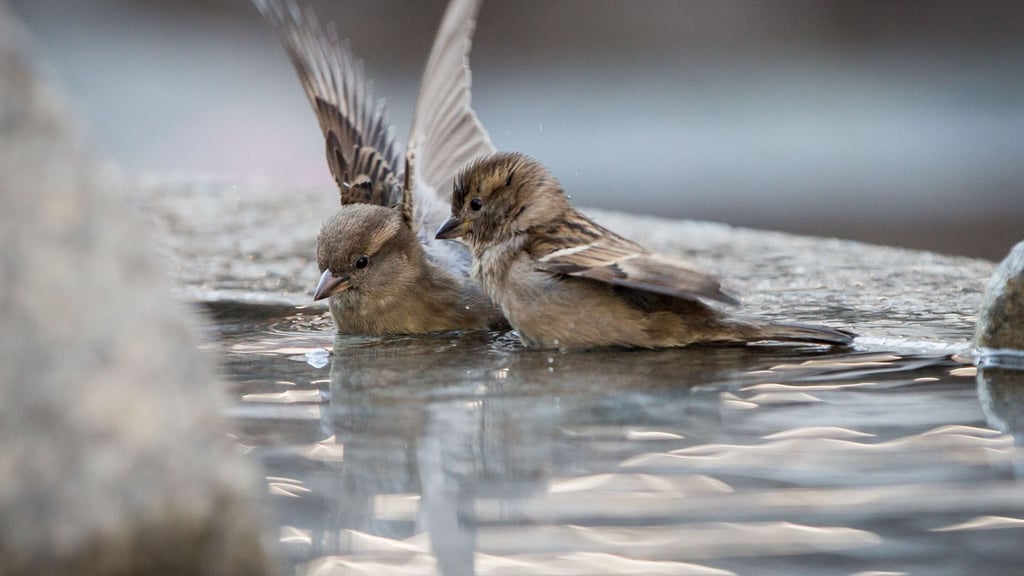 Wenn im Winter natürliche Wasserstellen zufrieren, sind Spatzen und andere Vögel auf Hilfe angewiesen.