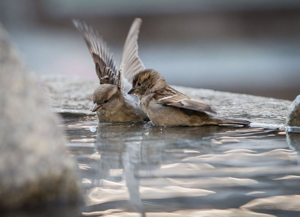 Wenn im Winter natürliche Wasserstellen zufrieren, sind Spatzen und andere Vögel auf Hilfe angewiesen.