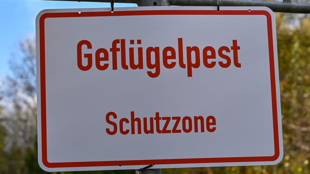 Die Geflügelpest trifft nach einigen ruhigen Wochen wieder einen Betrieb in Brandenburg. (Symbolbild)
